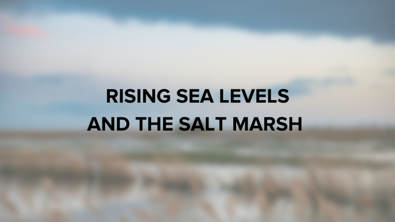 Rising Sea Levels and the Salt Marsh 