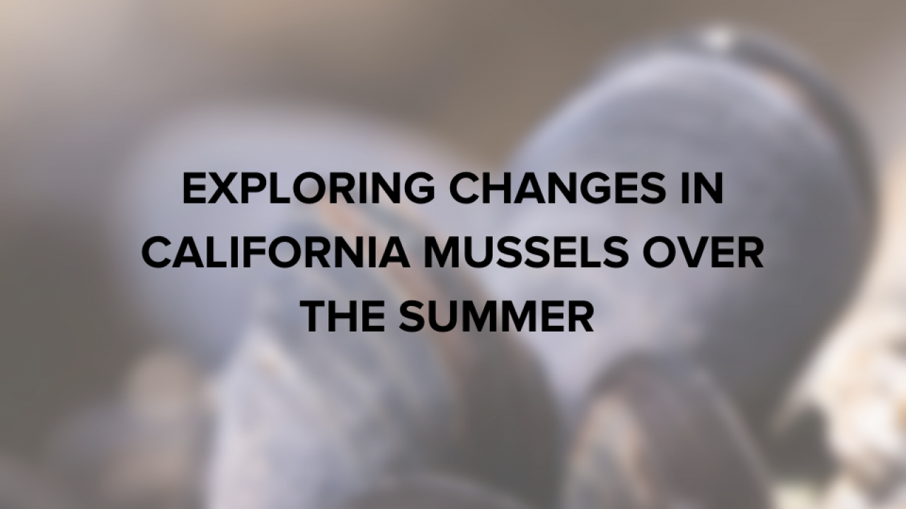 Exploring changes in California mussels over the summer