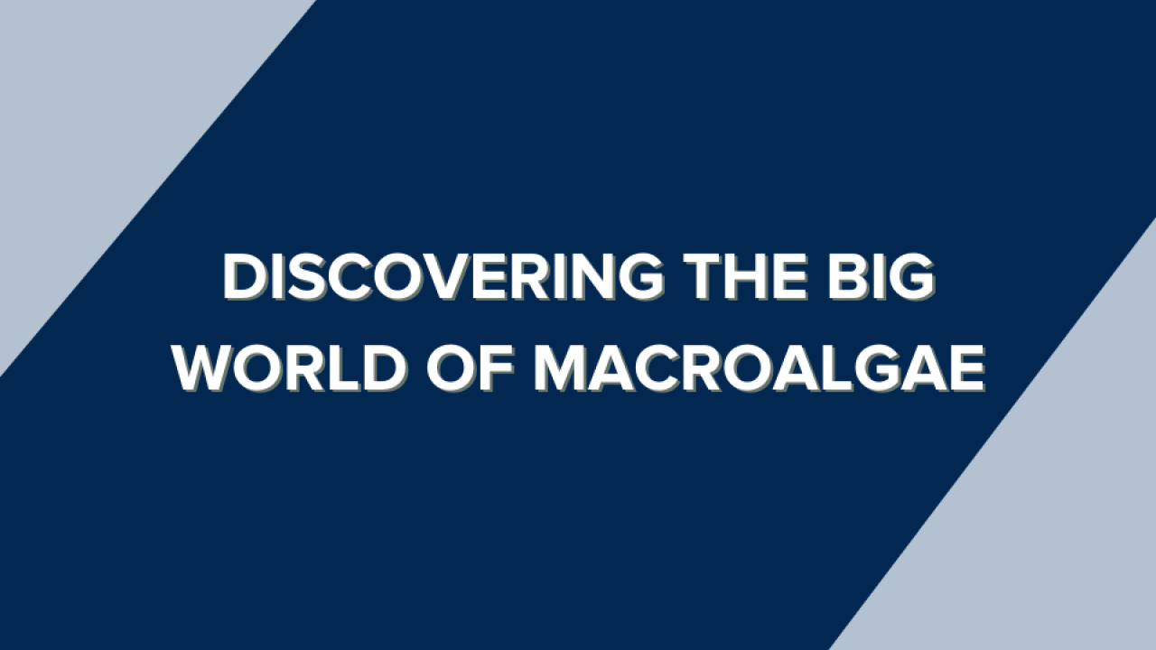 Discovering the Big World of Macroalgae