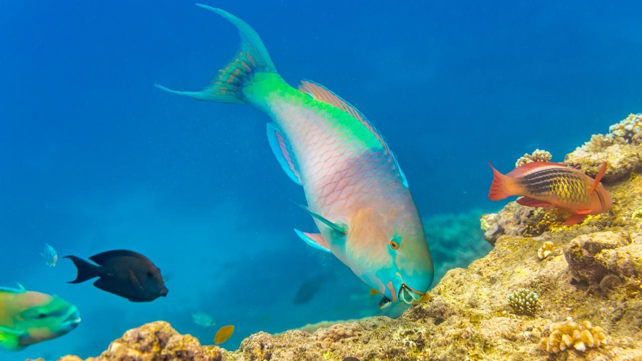 A brightly iridescent fish nibbling on a reef in a clear blue ocean