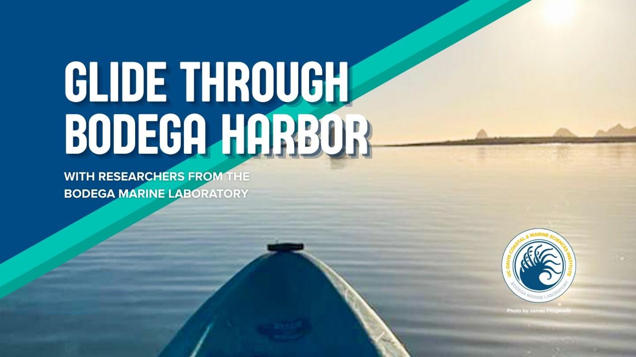 A kayak in the water with text that reads "Glide Through Bodega Harbor"