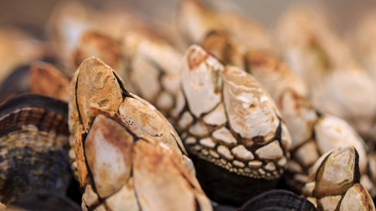 A close up photo of gooseneck barnacles