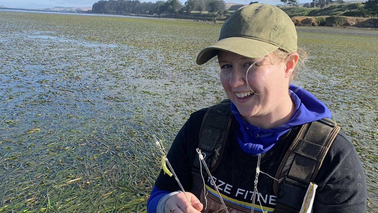 A person in outdoor gear and a green baseball cap kneeling in a shallow meadow of eelgrass