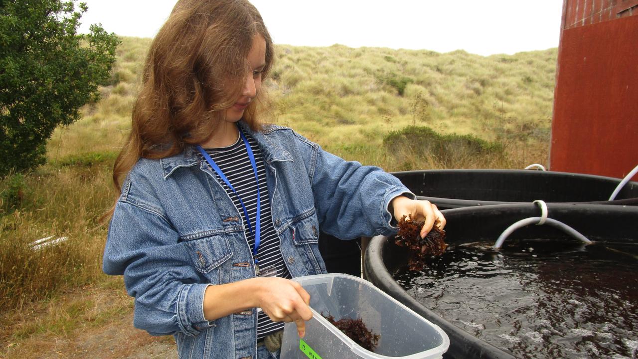 Young person in denim jacket placing pieces of seaweed into a black tub outdoors.