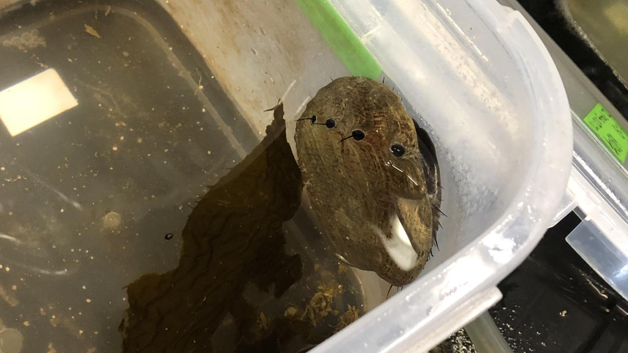 A red abalone in a plastic bucket full of water