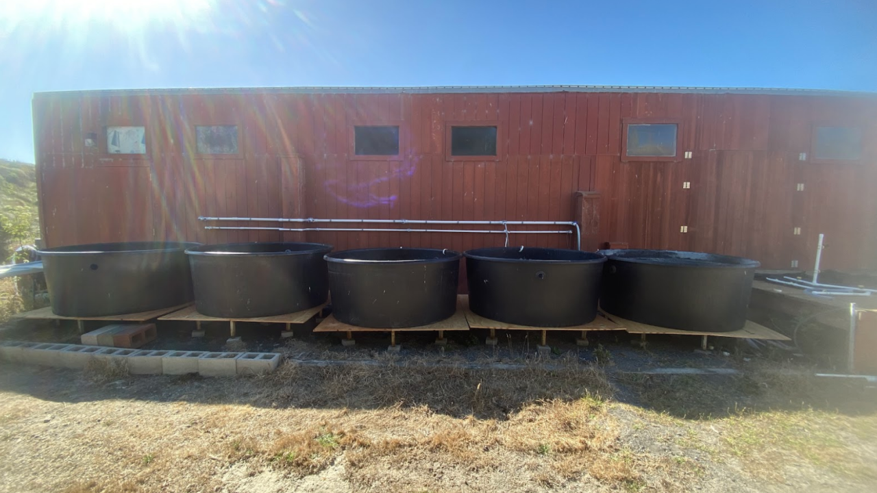 SRJC Intern Keith Mo's photo of a row of seagrass tanks