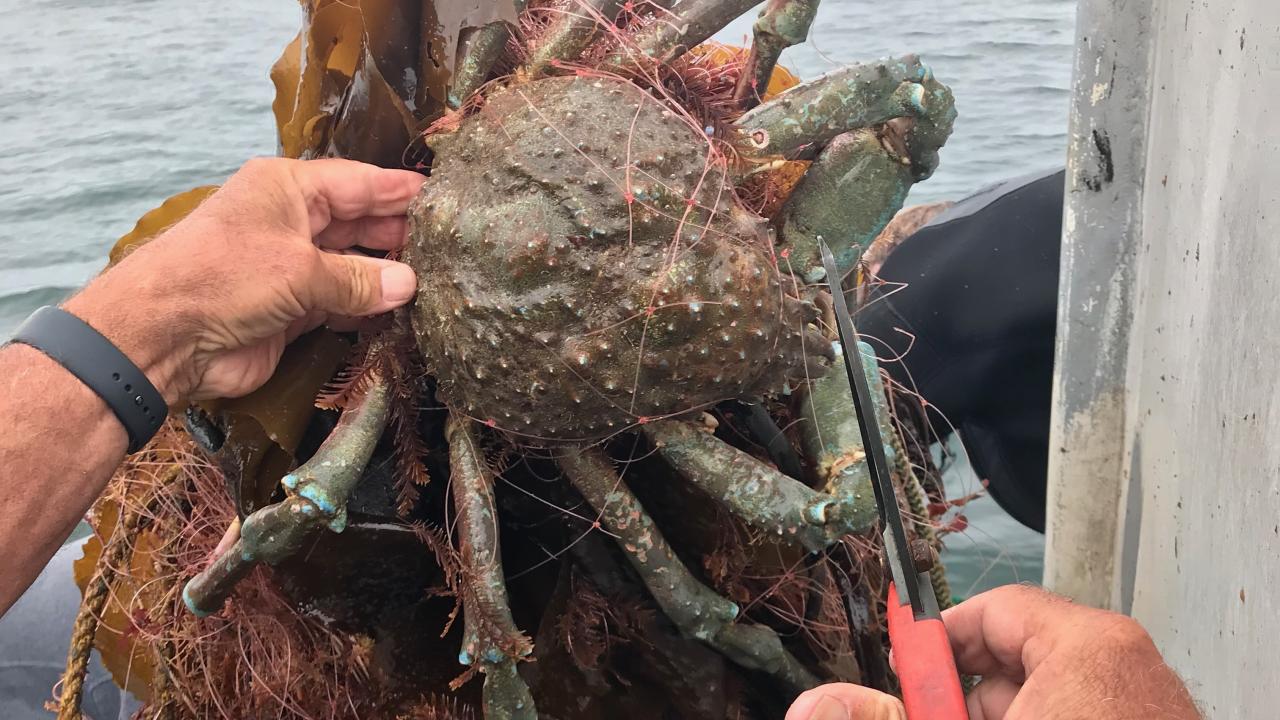 A large spider crab tangled in a net. It is being held by a hand while scissors cut away the net that restrains it.