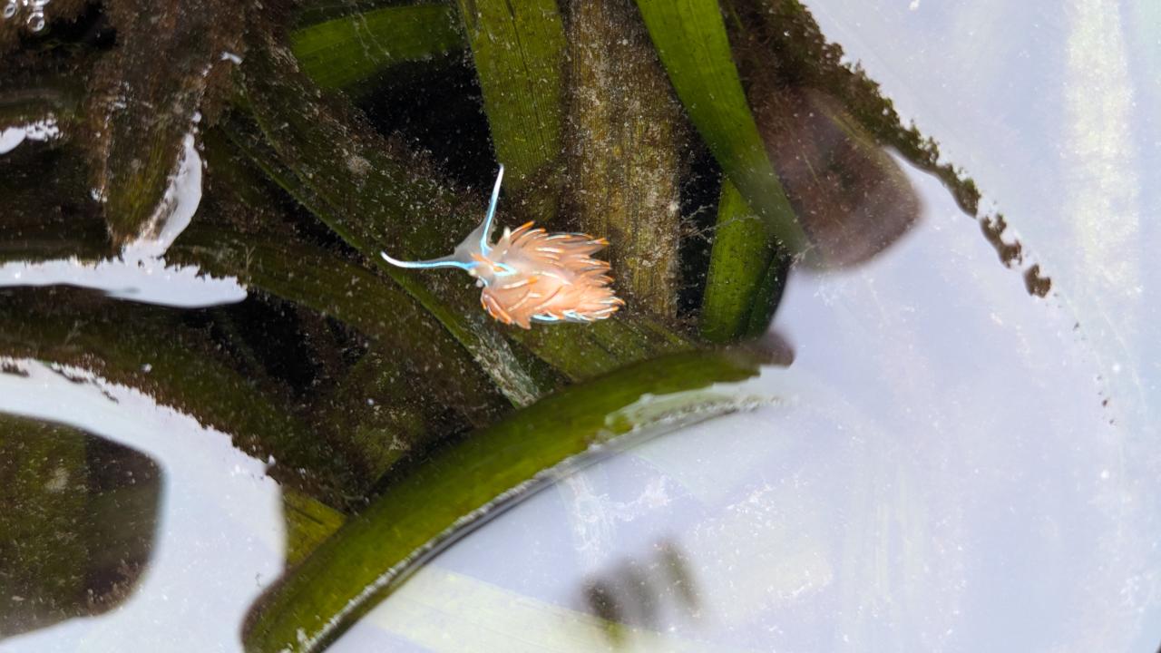 A small sea slug perched on a blade of eelgrass