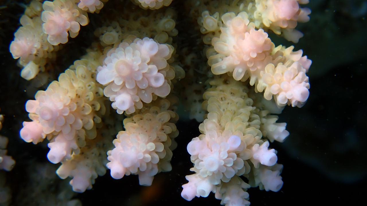 Delicate, pink-white pieces of coral shown in close up against a dark background.