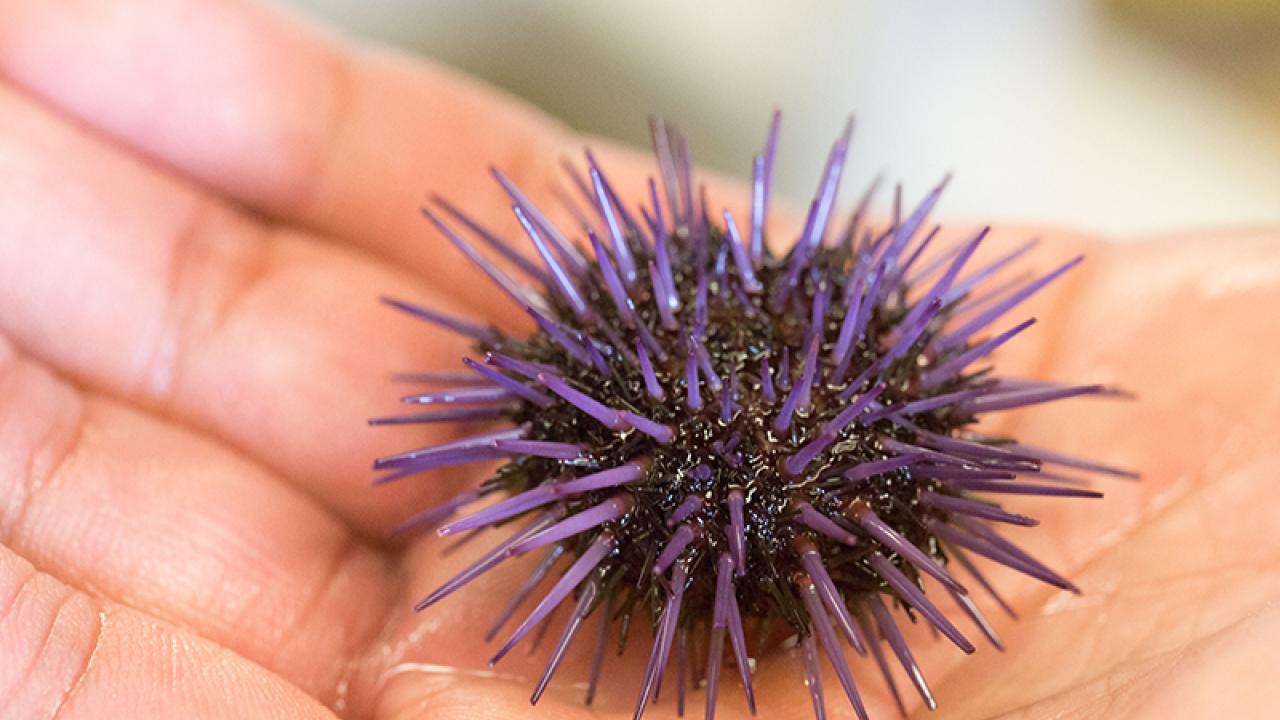A small purple urchin on a hand