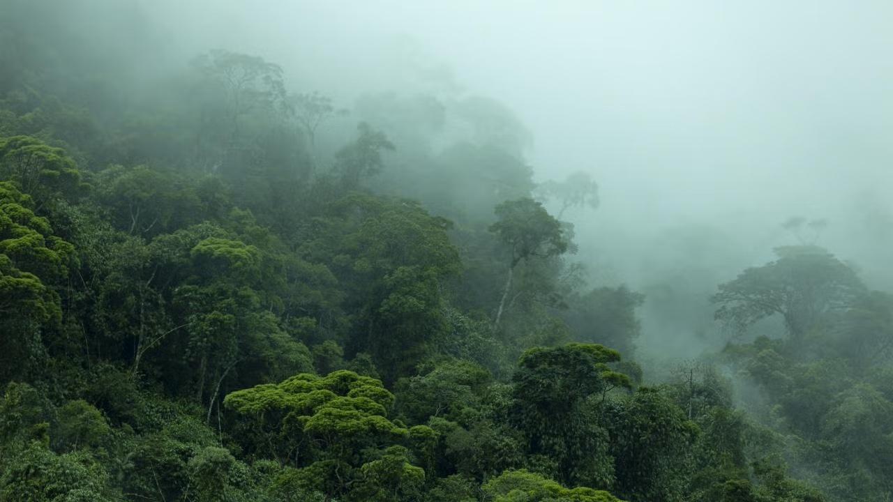 A fog shrouded image of a rainforest