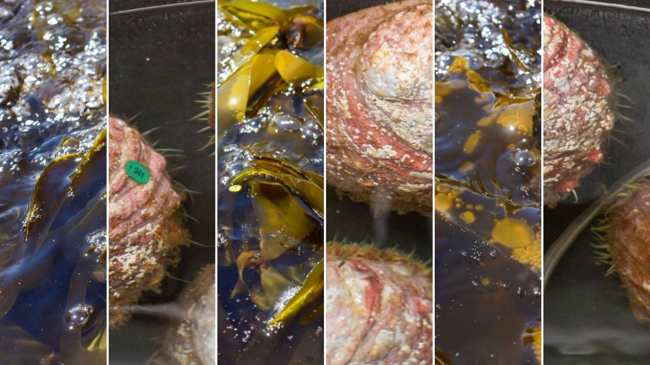 Alternating bands of images that show kelp growing in a tank and adult white abalone shells.