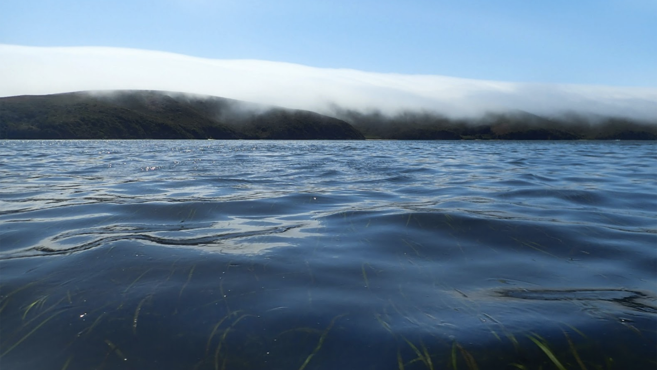 Water's surface with blades of green grass visible just below the water