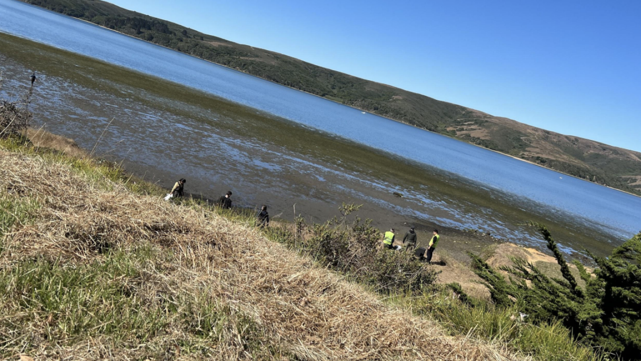 A group of people standing on a shoreline with a field of eelgrass stretching out into the water