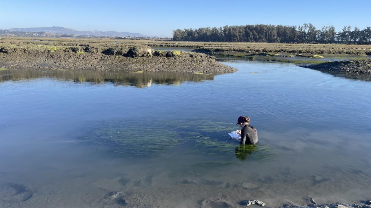 A person standing deep in a slough and surrounded by seagrasses, recording data on a notepad
