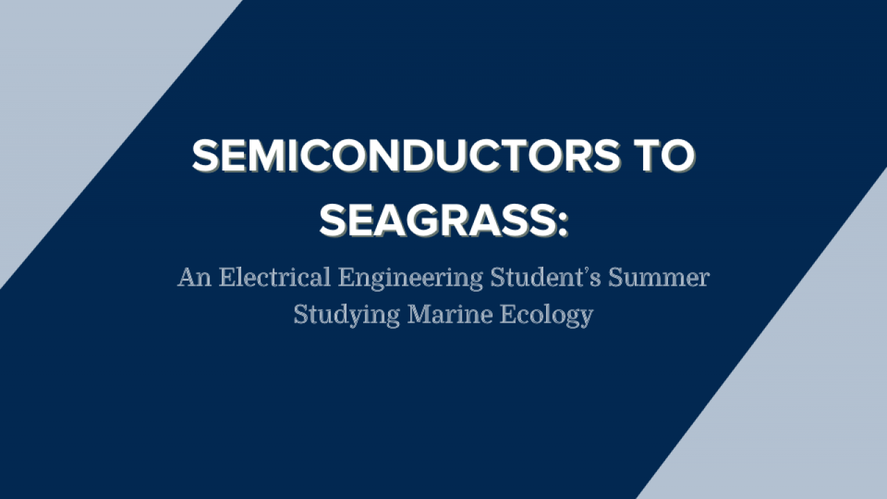 Semiconductors to Seagrass: An Electrical Engineering Student’s Summer Studying Marine Ecology