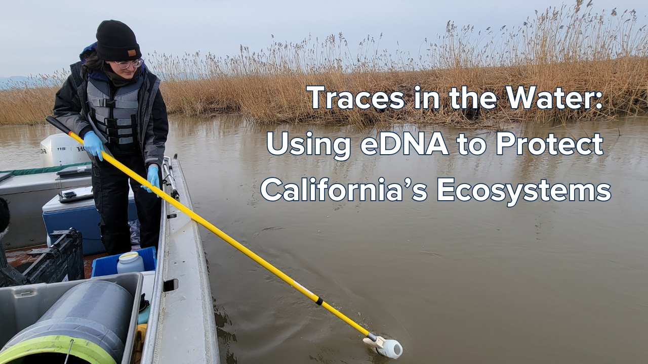 An image of a researcher sampling water from the side of a boat using a long pole to dip a sampling bottle into the water. Over the image is the text "Traces in the Water: Using eDNA to Protect California's Ecosystems"