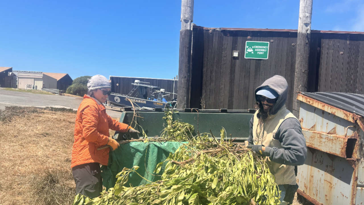 SRJC Intern Tsoi Wong working with Luis Morales in vegetation on the Bodega Marine Reserve