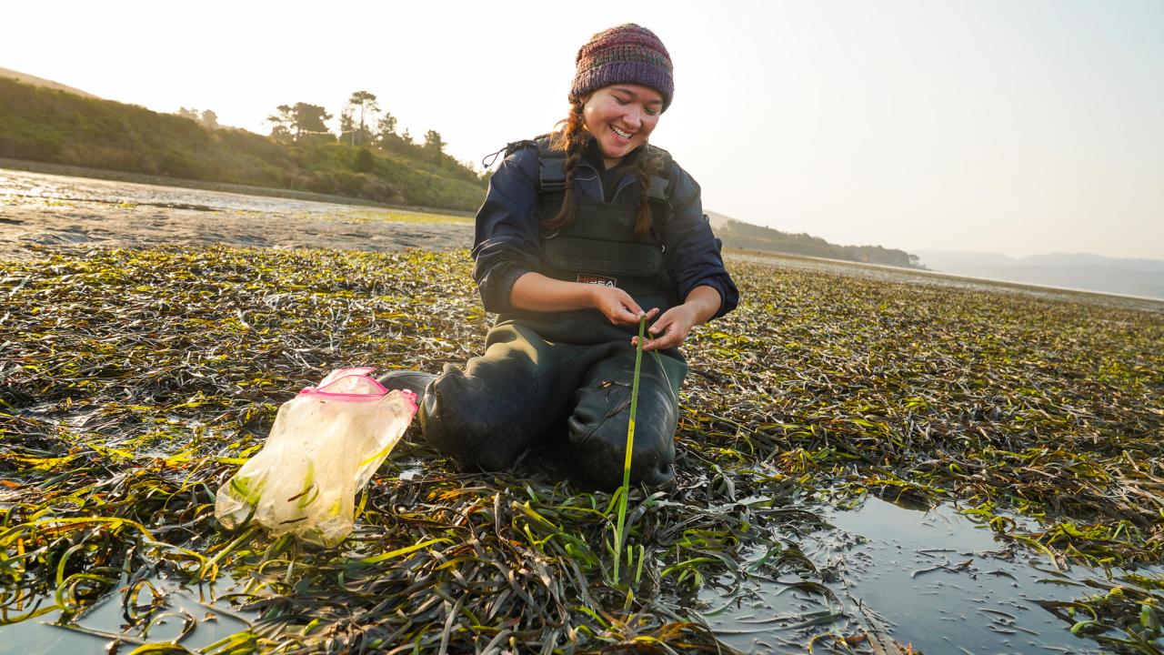 A student kneeling in shallow waters, sampling seagrass