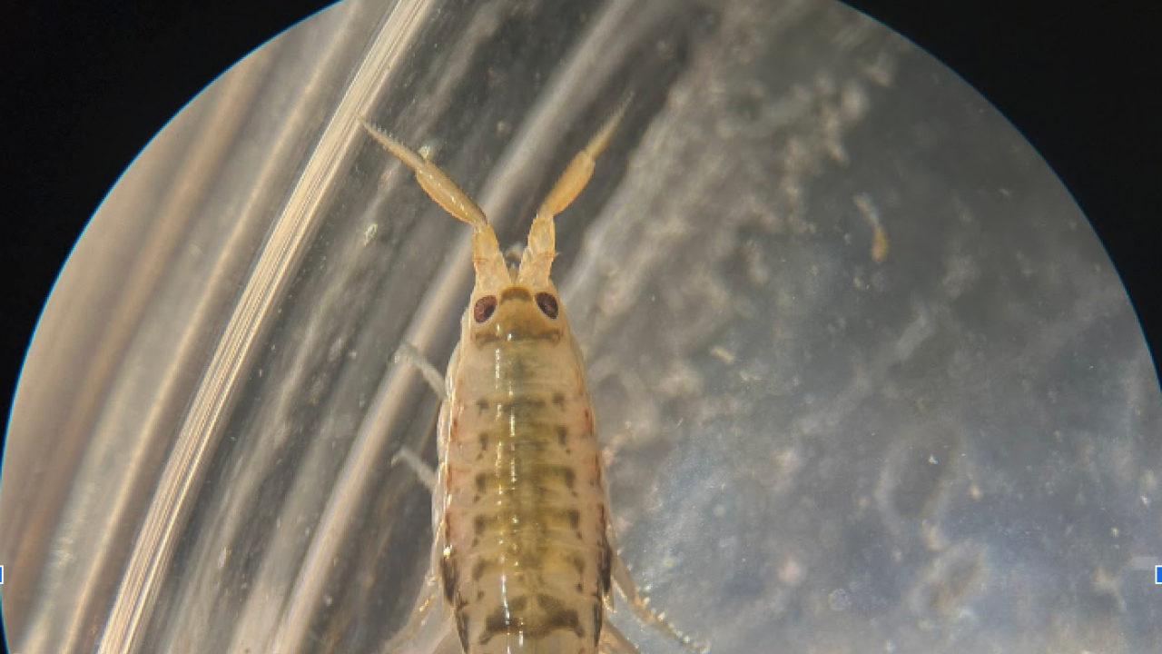 A close up image of a small marine organism