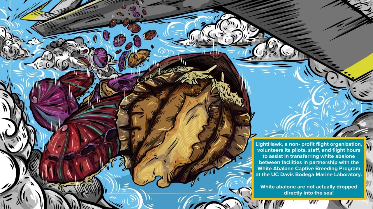 A colorful illustration showing an imagined view of white abalone falling out of a plane into the ocean with the caption "LightHawk, a non- profit flight organization, volunteers its pilots, staff, and flight hours to assist in transferring white abalone between facilities in partnership with the White Abalone Captive Breeding Program at the UC Davis Bodega Marine Laboratory. White abalone are not actually dropped directly into the sea!"