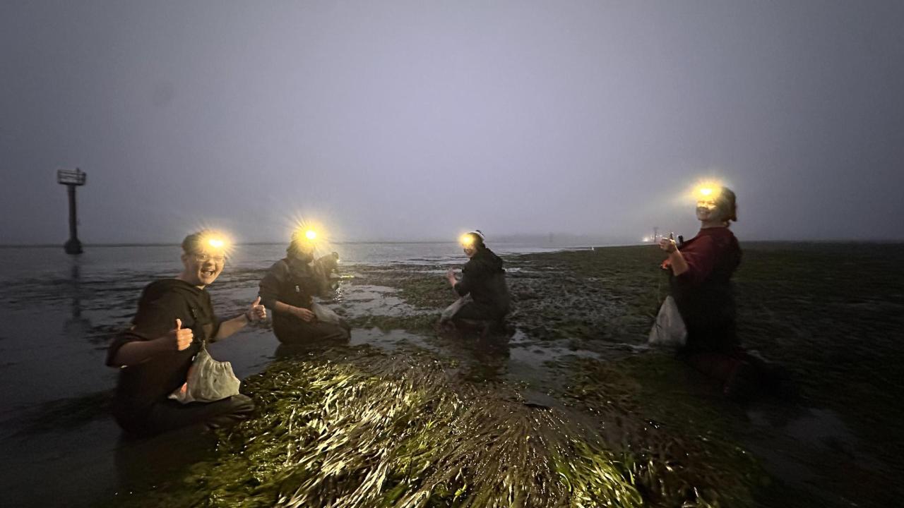 Four people wearing headlamps working waist deep in a seagrass meadow at dawn.