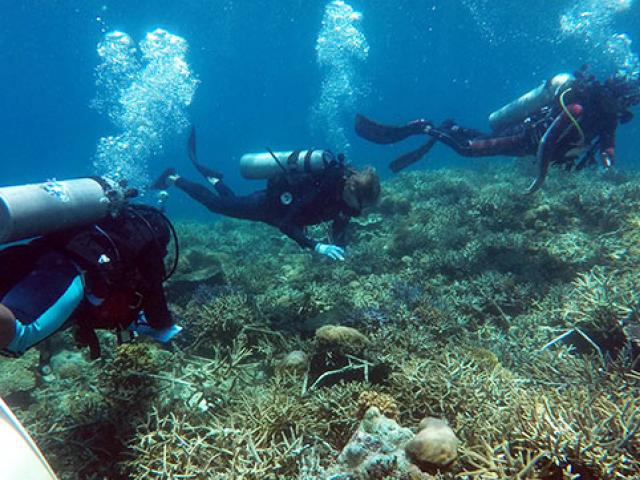 Scuba divers under water
