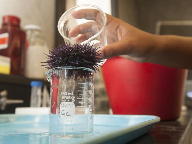 In a lab setting, a large clear glass beaker holds a purple sea urchin, which is suspended by the lip of the beaker. A hand is coming into the frame from the right side and pouring a clear liquid over the urchin.