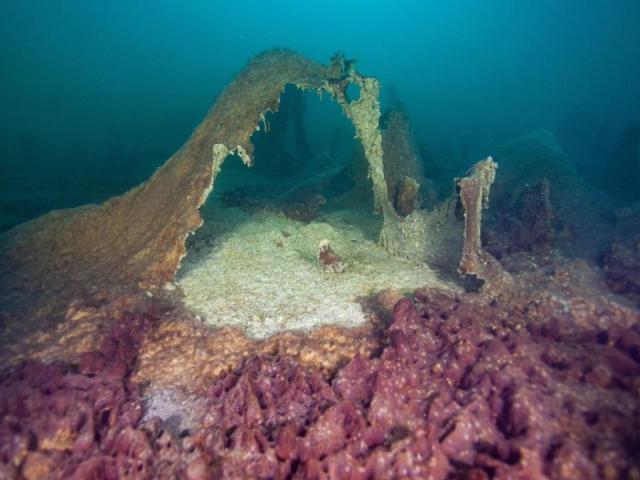 An underwater scene showing microbial mats in shades of purple and beige.