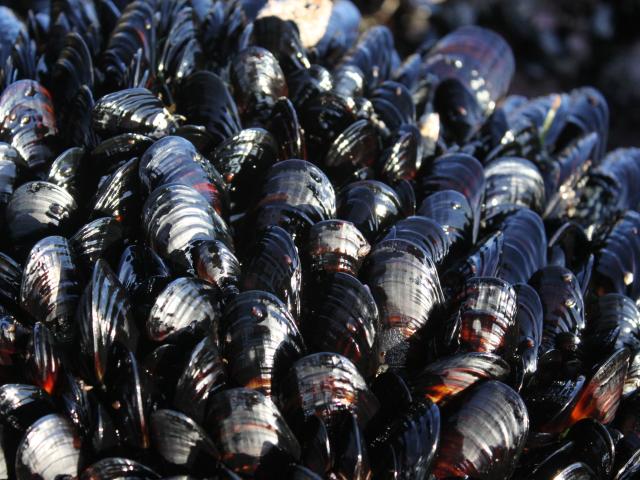 A cluster of mussels crowded together on a rock