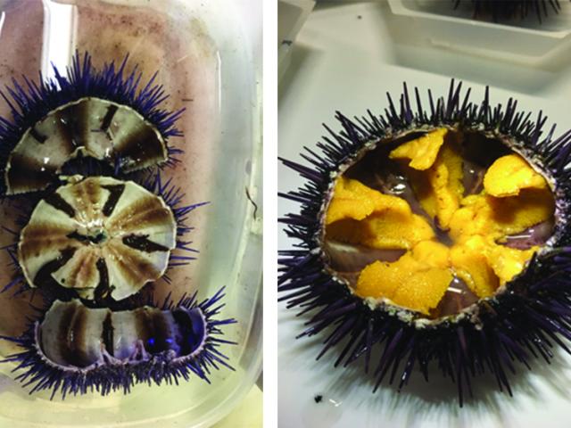 Side by side images of purple urchins, opened and showing an empty urchin on the left and an urchin full of golden uni on the right