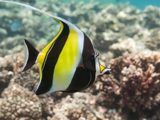 A Zanclus cornutus (Moorish idol), with distinctive yellow and black stripes, shown underwater in a reef