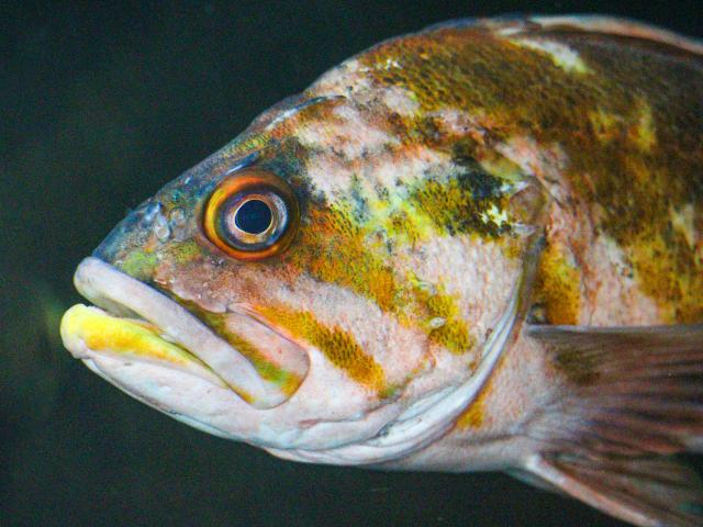 A close up of a rockfish shown in profile. It's coloring is a mottled mix of copper, gold, black, and white.