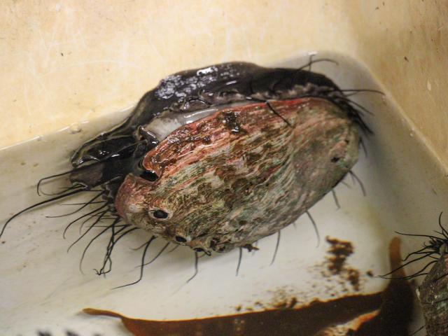 A large red abalone in a white tank with it's tentacles spread out from under the shell
