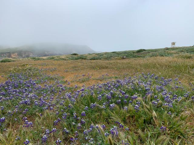 A foggy view of the Bodega Marine Reserve, with purple wildflowers in the foreground.