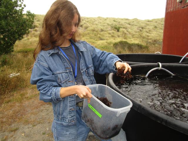 Young person in denim jacket placing pieces of seaweed into a black tub outdoors.