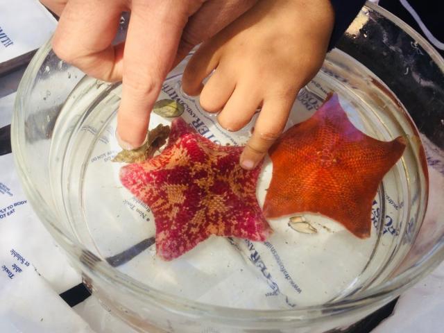 Two hands touching a pair of bat stars in a small glass container. One bat star is mottled pink and orange, and the other is red.
