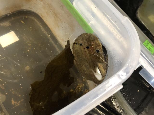 A red abalone in a plastic bucket full of water