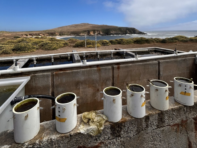 SRJC Intern Katie Brenninger's photo of an experiment set up against the backdrop of Horseshoe Cove on the Bodega Marine Reserve