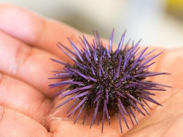 A small purple urchin on a hand