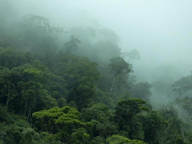 A fog shrouded image of a rainforest