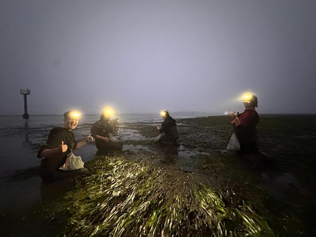 Four people wearing headlamps working waist deep in a seagrass meadow at dawn.