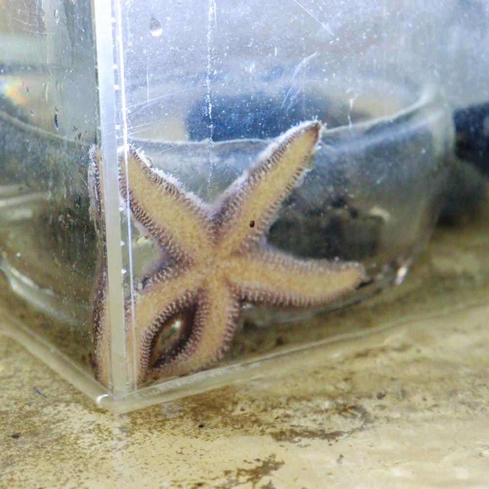 A sea star pressed against the side of a glass tank