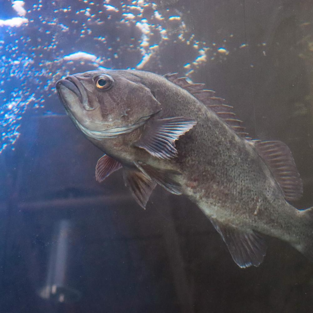 A blue-gray rockfish swimming in a tank