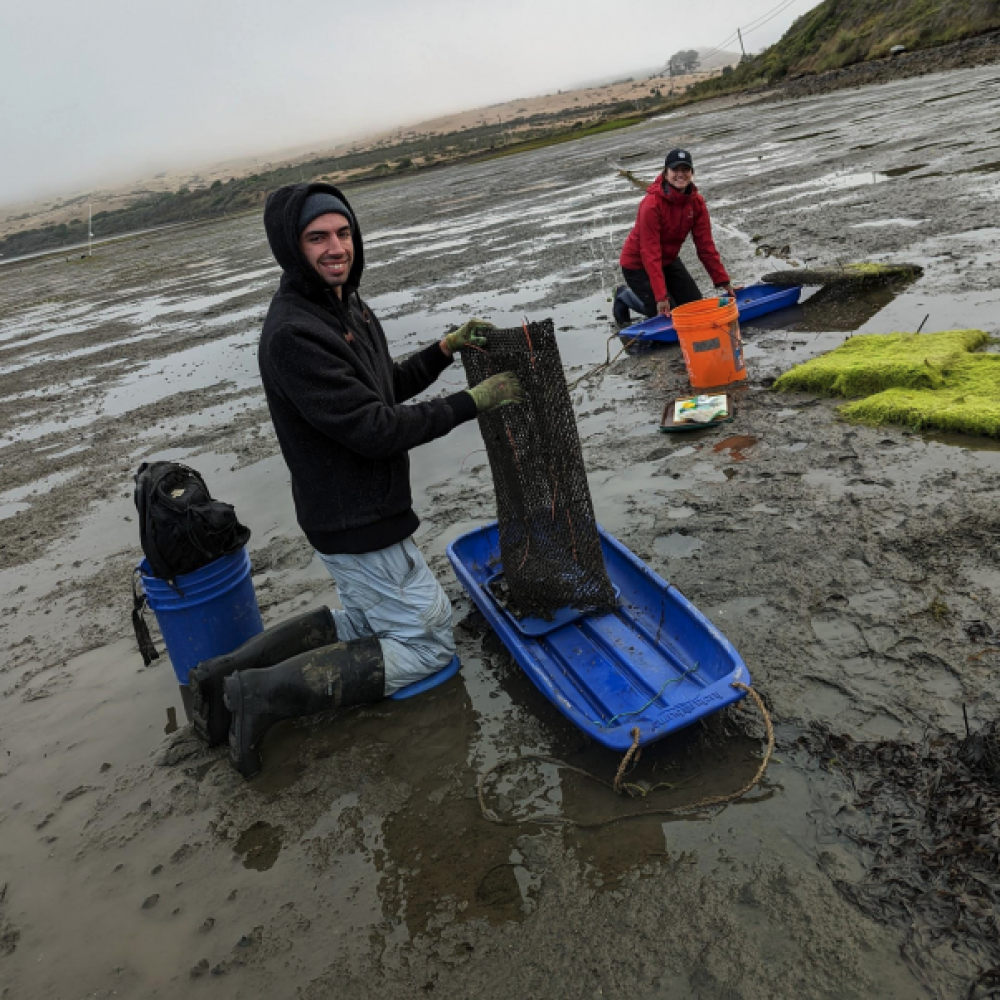 Two people kneeling in low-tide mud flats over plastic sleds with nets and buckets.