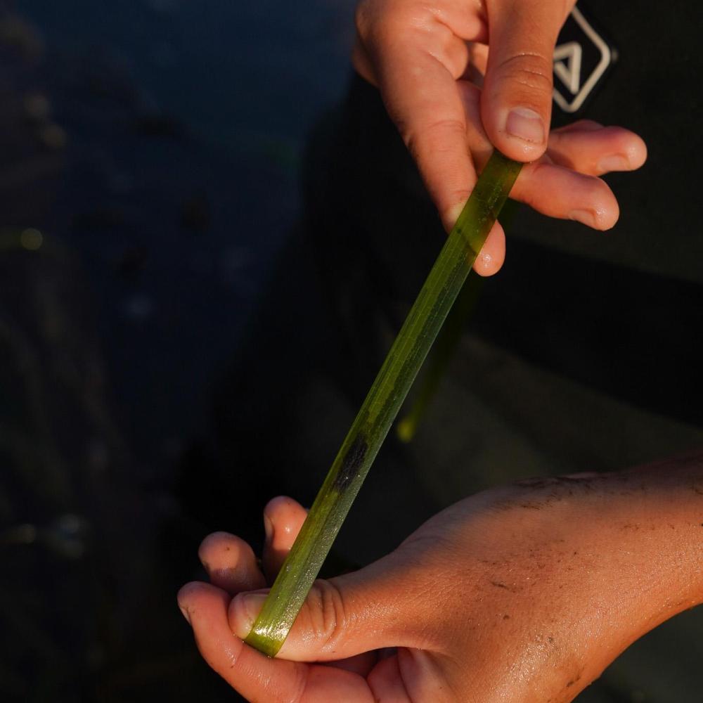 Two hands holding out a blade of eelgrass marked by a brown lesion
