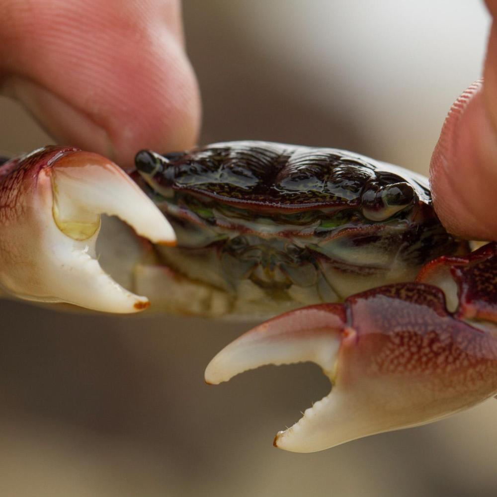 A small, friendly looking crab appears to be waving "hello"