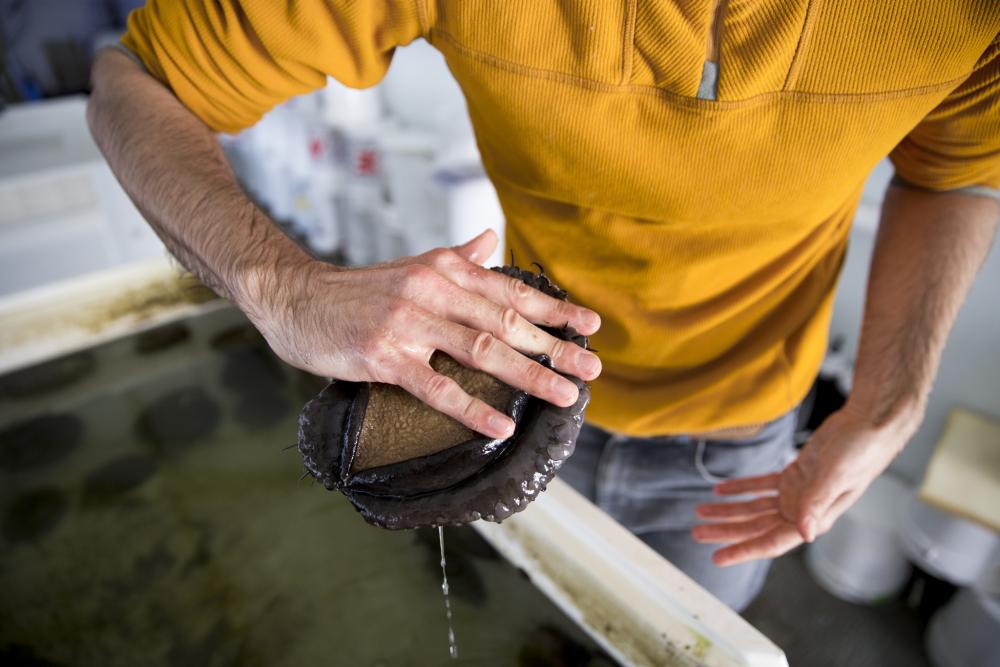 A red abalone attached to the hand of Daniel Swezey