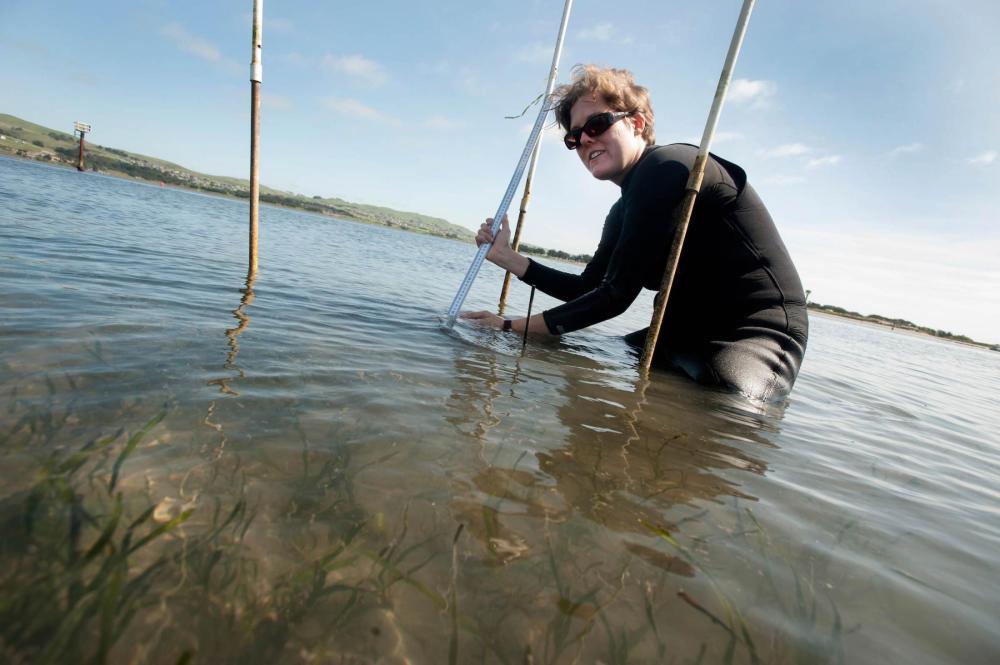 Seagrass Image - Bodega Marine Laboratory