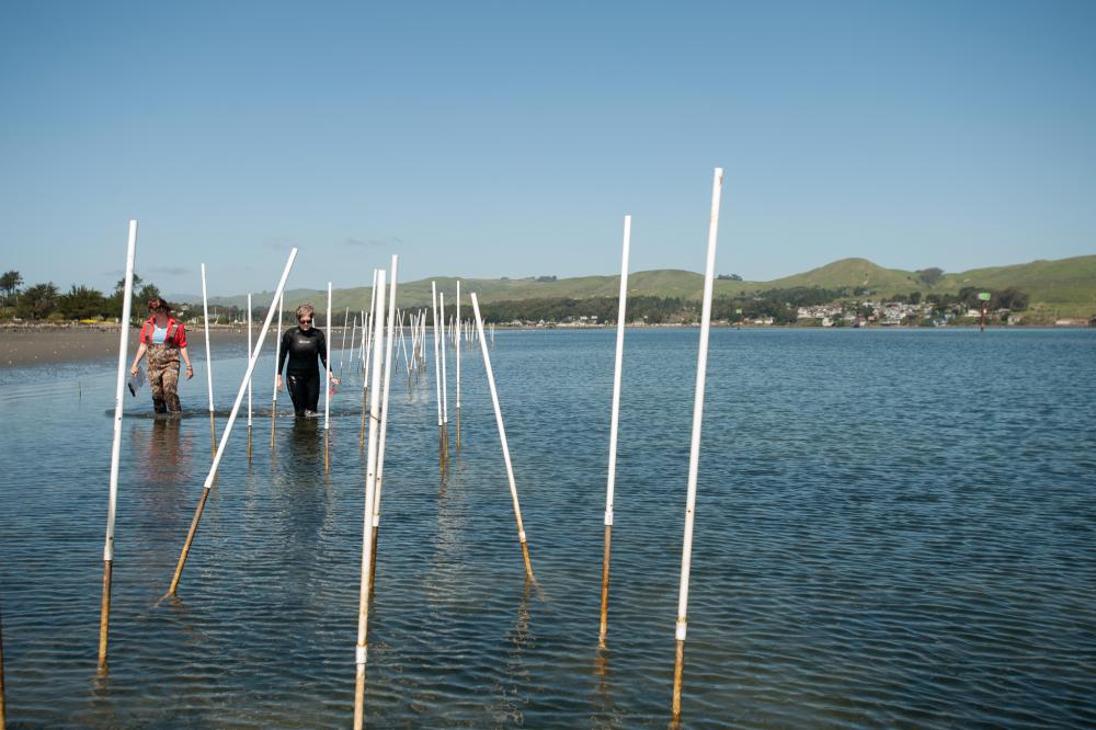 Two graduate students working on a research project in hip deep water